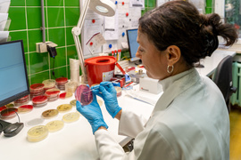 “Antybiotykoterapia musi być precyzyjna”