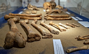 Historia wyczytana z kości