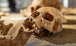 Historia wyczytana z kości