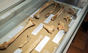 Historia wyczytana z kości