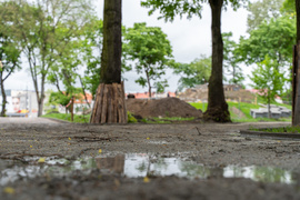 Tak zmienia się park Planty