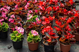 Pokaż Mamie, jak bardzo ją kochasz