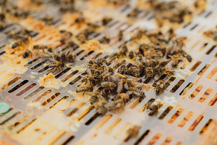 „Kosmos w zabytkowych drukach Biblioteki Elbląskiej”: wernisaż wystawy