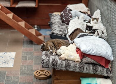 To ma być koniec łańcuchów, pseudohodowli i psiego smalcu