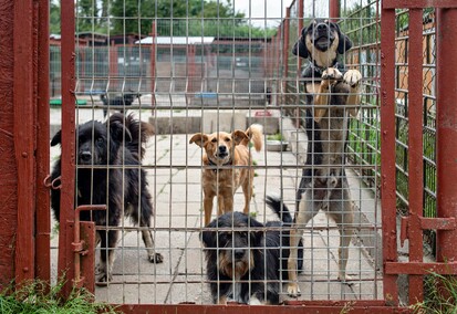 To ma być koniec łańcuchów, pseudohodowli i psiego smalcu
