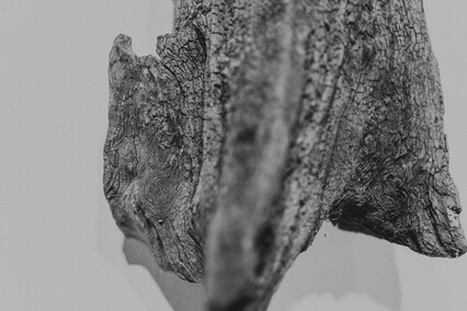 Drzewo czy drewno? Drzewo czy drewno?