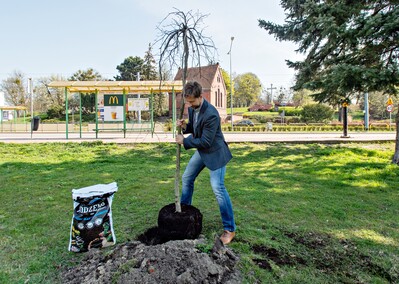 Skwer jak młody buk