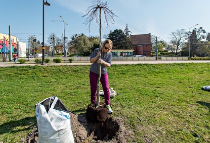 Skwer jak młody buk
