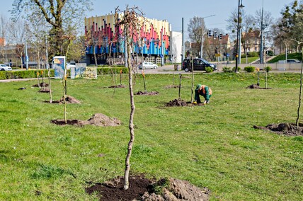 Skwer jak młody buk Skwer jak młody buk