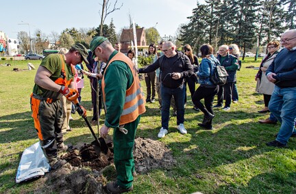 Skwer jak młody buk