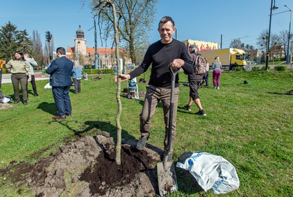 Skwer jak młody buk