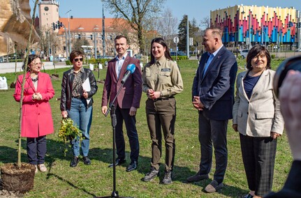 Skwer jak młody buk