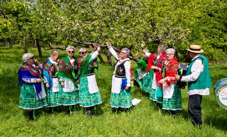 Sasanki pełne energii