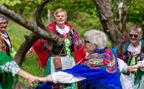 Sasanki pełne energii