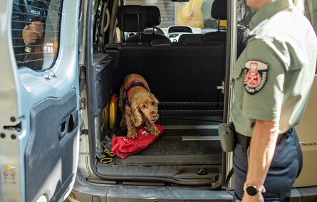 Nos i cztery łapy na służbie