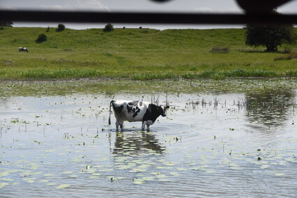 Jantar wrócił do domu Jantar wrócił do domu