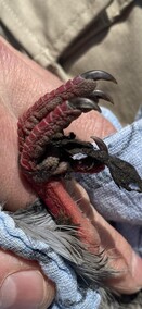 „Odcinam sznurek i wypuszczam na wolność”