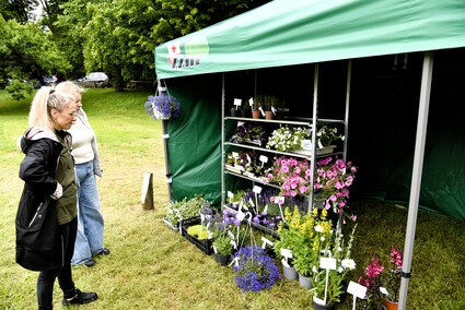 Świętowanie w Krainie Buka