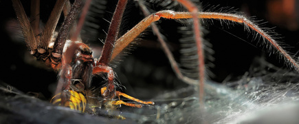WYGRYWA SPRYTNIEJSZY - przez długi czas obserwowałem kątnika większego (Eratigena atrica), który wydawał się ucieleśnieniem spokoju i bezczynności. Dniami trwał nieruchomo w jednym miejscu, jakby czekał na coś, co nigdy nie nadejdzie. A jednak, gdy tylko los przyniósł mu osę - przeciwnika z terytorium zupełnie innego kalibru - rozpoczął się prawdziwy dramat natury. W mgnieniu oka wszystko się zmieniło.
Pająk ruszył do ataku z szybkością, której zupełnie się nie spodziewałem. Bez chwili wahania rzucił się na swoją ofiarę, zwinne nogi działały jak precyzyjne narzędzia, a ruchy były szybkie, wyrachowane, niemal taneczne. Osa próbowała się bronić, gwałtownie trzepocząc skrzydłami i uderzając odwłokiem, szukając okazji, by użyć swojego żądła. Jednak kątnik okazał się sprytniejszy.
Błyskawicznie owinął przeciwnika w swoje pajęcze nici, neutralizując każdą próbę ucieczki. Wszystko to rozegrało się jak scena z thrillera, pełna napięcia i zaskakujących zwrotów akcji. W końcu osa została całkowicie unieruchomiona, a pająk, triumfujący i niezwyciężony, wrócił do swojego spokojnego kąta, jakby całe to widowisko było codzienną rutyną.
