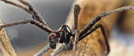 PAN DAROWNIK - darownik to pająk, który potrafi godzinami pozostawać nieruchomy, co paradoksalnie utrudnia jego filmowanie czy fotografowanie - jego sylwetka w takiej pozycji jest mało interesująca. W sieci można znaleźć niewiele zdjęć darownika uchwyconych w momentach, gdy przybiera inne pozy.
Dopiero gdy coś przykuje jego uwagę, zaczyna zmieniać swoje ustawienie, ukazując zupełnie inną stronę swojego charakterystycznego wyglądu. To właśnie ten moment, który warto uchwycić, aby pokazać darownika jako aktywnego łowcę.
Na zdjęciu uchwyciłem właśnie taką sytuację - darownik zareagował na obecność innego pająka, a jego ciekawość wyraźnie wzrosła. Wyprostowany pająk daje jednoznaczny sygnał - wynocha.