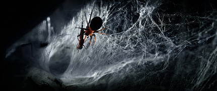 SZTUKA PRZETRWANIA - pająki posiadają wyjątkową zdolność adaptacji do zmiennych warunków środowiskowych. Jedną z kluczowych adaptacji jest zdolność do znacznego obniżenia tempa metabolizmu. Dzięki temu, w okresach ograniczonej dostępności pokarmu, pająki mogą znacznie wydłużyć czas przeżycia, minimalizując zużycie zgromadzonej energii.
Czas przeżycia pająka bez pożywienia jest bardzo zróżnicowany i zależy od wielu czynników, takich jak gatunek, rozmiar osobnika, temperatura otoczenia oraz poziom wilgotności. Niektóre gatunki potrafią przetrwać bez jedzenia przez kilka tygodni, każda sytuacja jest unikalna.
Na zdjęciu widzimy samicę lejkowca labiryntowego, delektującą się wcześniej upolowanym szarańczakiem. Co ciekawe, nie zjadła go od razu, ponieważ wcześniej miała dostatek pożywienia. Ofiara została zachowana na zapas, na wypadek trudniejszych czasów. To uświadamia, jak doskonale ten drapieżnik potrafi przystosować się do okresów ograniczonej dostępności pokarmu.