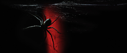 ARACHNOFOBIA - kiedy zacząłem dzielić się na Facebooku zdjęciami pająków, szybko zorientowałem się, jak głęboko zakorzeniony jest lęk przed tymi stworzeniami. Osoby dotknięte arachnofobią natychmiast przestawały obserwować mój profil, uświadamiając mi, jak silny i powszechny może być ten strach.
Nigdy wcześniej nie zdawałem sobie sprawy, jak wymagająca jest fotografia pająków. W porównaniu z uwiecznianiem kolorowych motyli czy majestatycznych ptaków, to zupełnie inne wyzwanie. Ptaki czy motyle przeważnie wzbudzają pozytywne emocje, pająki już niekoniecznie. Fotografia pająków to jak próba stworzenia pięknego portretu z martwego zwierzęcia. Uwierzcie mi, nie raz dostałem ostry komentarz w stylu ,,ale to paskudne".
Całe szczęście, że nie jestem jedynym człowiekiem na tej planecie, który potrafi zobaczyć w tych ciekawych zwierzętach coś więcej. Moim skromnym zdaniem są bardzo ciekawe, a czasami nawet piękne.