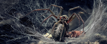 UWIĘZIENI W MIŁOŚCI - od kilku dni ta para lejkowców mieszka razem. Nie spodziewałem się takich miłosnych uniesień przed obiektywem mojej kamery. Pomijając szczegółowy opis całego aktu, powiem tylko, że to, co zobaczyłem, można nazwać jednym zdaniem: uwięzieni w miłości.
Jeśli ktoś ogląda ten kadr na telefonie, może nie dostrzec pełnej wymowy tej sceny. Warto więc dodać, że wielkie jajo między przednimi odnóżami samca to pani lejkowiec w pozycji embrionalnej. To wyglądało na żywo jak dziwna kosmiczna roślina. Obserwacja świata Ageleny labyrinthica jest jak podróż do innego wymiaru. Tak bym to podsumował.