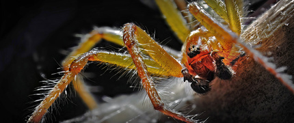 W INNYM ŚWIETLE - tego dnia nietypowo oświetliłem lejkowca. Ku mojemu zaskoczeniu siedział spokojnie przez kilka minut, jakby godził się na sesję zdjęciową.
W reflektorach ujawnił się z zupełnie innej strony: tajemniczy, skupiony, niemal dostojny. Światło wydobyło z jego sylwetki detale, które w cieniu pozostają zupełnie niedostrzegalne. Wystarczyła zmiana perspektywy, by dostrzec piękno, które zazwyczaj kryje się w mroku.