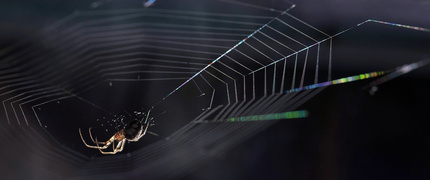 PAJĄCZA SIEĆ - znamy je wszyscy, ale nie zawsze zastanawiamy się, czym tak naprawdę jest pajęczyna. Pajęczyna to prawdziwy majstersztyk natury - cicha, ale zabójczo skuteczna pułapka, zaprojektowana z precyzją godną najlepszych inżynierów. To broń myśliwego, który nie goni swojej ofiary, lecz cierpliwie czeka, aż ta sama wpadnie w jego sidła.
Wykonana z nici o niezwykłej wytrzymałości, które pod względem siły dorównują stalowym kablom, pajęczyna jest jednocześnie lekka i elastyczna. Strategicznie rozpięta, często niemal niewidoczna dla ofiary, sprawia, że owad lecący w powietrzu nagle zatrzymuje się w miejscu, jakby wpadł w niewidzialne więzienie. Im bardziej się szarpie, tym bardziej się oplątuje - dokładnie tak, jak chciał jej twórca.
To nie tylko narzędzie do łowów, ale też dowód na niesamowitą strategię i przemyślaną taktykę - polowanie bez wysiłku, z wykorzystaniem sprytu zamiast siły. Istne arcydzieło inżynierii biologicznej.
Warto czasami zatrzymać się podczas spaceru za miastem, aby na pobliskiej łące poobserwować, jak misternie jest wykonana.