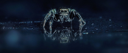 PYRGUN NAZIELNY  - skakuny znam od lat - już w latach osiemdziesiątych próbowałem uchwycić je na zdjęciach. W tamtych czasach wykonanie poprawnego kadru tak małego pająka było znacznie trudniejsze. Dziś mamy do dyspozycji lepszy sprzęt, ale to wciąż niełatwe zadanie.
Wspominałem wcześciej , że ten pająk jest niezwykle ruchliwy, co sprawia, że trudno go sfotografować. Wieczorem przyszło mi do głowy, że skakuny prowadzą dzienny tryb życia, więc nocą prawdopodobnie odpoczywają w bezruchu. Można przypuszczać, że jak wiele innych zwierząt, przechodzi fazy odpoczynku i regeneracji. W nocy jego zmysły uspokajają się, ruchy zamierają, a ciało może w pełni zrelaksować się po intensywnym dniu pełnym skoków i polowań.
Postanowiłem wykorzystać tę wiedzę i spróbować wieczorem uchwycić nowe ujęcia moją kamerą. Na zdjęciu - przestraszony, ale jednocześnie zaciekawiony - pyrgun nazielny.