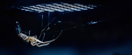 MIESZKAŃCY ALTERNATYWNEGO ŚWIATA - pająki to jedne z najbardziej wszechstronnych istot na Ziemi - ich zdolność adaptacji niezmiennie budzi mój podziw. Te niezwykłe stworzenia zasiedlają niemal każdy zakątek globu, od parnych tropikalnych lasów po lodowe pustkowia górskich szczytów i skąpane w słońcu pustynie. Wydaje się, że ich ewolucyjna elastyczność mogłaby pozwolić im odnaleźć się nawet w zupełnie obcych, alternatywnych światach, gdzie warunki rządzą się nieznanymi nam prawami.
Ich różnorodność w budowie, mechanizmach obronnych i strategiach przetrwania czyni je jednymi z najbardziej fascynujących mieszkańców naszej planety. Potrafią tworzyć pajęczyny, które nie tylko służą do polowania, lecz także stają się ich fortecami, narzędziami komunikacji, a nawet środkami transportu. Niektóre gatunki mogą przetrwać długie okresy bez pokarmu, inne mistrzowsko wykorzystują mimikrę, upodabniając się do liści czy kory drzew, jeszcze inne rozwinęły umiejętność poruszania się po wodzie.
Moje obserwacje tych zwierząt doprowadziły mnie do wniosku, że ich zdolność adaptacji sugeruje możliwość ewolucji w fikcyjnych światach w jeszcze bardziej zdumiewające formy. Być może stałyby się dominującymi istotami, potężnymi drapieżnikami lub organizmami o niezwykłej wytrzymałości. A może po prostu byłyby bardziej odporne niż inne gatunki zasiedlające alternatywne światy, przystosowując się do warunków, które dla większości istot byłyby nie do przeżycia.
Czy taki świat byłby miejscem fascynującym, czy też budziłby grozę? To już zależy wyłącznie od wyobraźni.