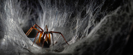 KOMNATA AGELENY - lejkowiec labiryntowy (Agelena labyrinthica ) to prawdziwy mistrz architektury wśród pająków. Jego sieć nie przypomina klasycznej pajęczyny o kolistym kształcie, lecz jest misternie utkaną strukturą, składającą się z poziomych nici, które tworzą tunel prowadzący do tajemniczej komnaty mieszkalnej.
Komnata Ageleny (tak nazwałem ten kadr) to centralny element tej konstrukcji. Jest to zacienione, ukryte miejsce, gdzie pająk spędza większość czasu, czając się na ofiary. Sieć lejkowca to wyjątkowo sprytna pułapka - owady, które na nią wpadną, nie mają możliwości ucieczki. Pająk, skrywający się w mrocznej komnacie, błyskawicznie wyskakuje, by pochwycić swoją ofiarę.