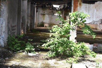 Rośliny wracają do hal po Komnicku