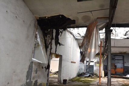 Rośliny wracają do hal po Komnicku