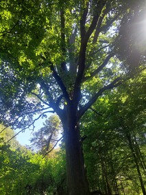 Pałac nad jeziorem  (Letnie przystAnki  odc. 8) 