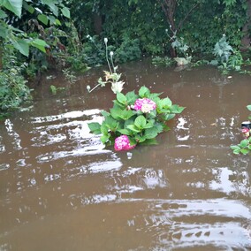 A poza tym nic na działkach się nie dzieje...