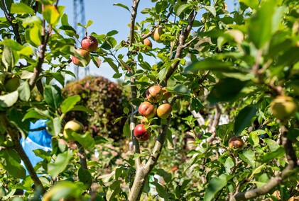 A poza tym nic na działkach się nie dzieje...