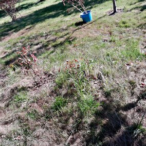 A poza tym nic na działkach się nie dzieje...