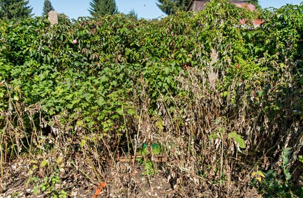 A poza tym nic na działkach się nie dzieje...