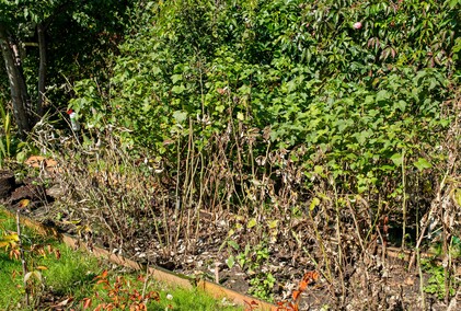 A poza tym nic na działkach się nie dzieje...