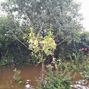 A poza tym nic na działkach się nie dzieje...