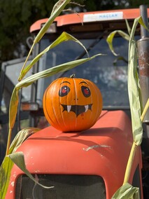 Dyniowa Farma startuje 20 września w Nowej Holandii