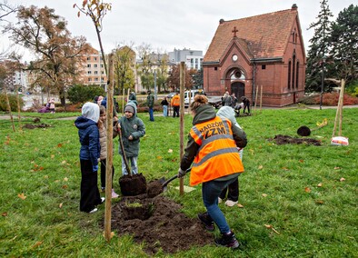 Śliwy, wiśnie i kasztanowce w parku Traugutta
