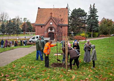 Śliwy, wiśnie i kasztanowce w parku Traugutta Śliwy, wiśnie i kasztanowce w parku Traugutta