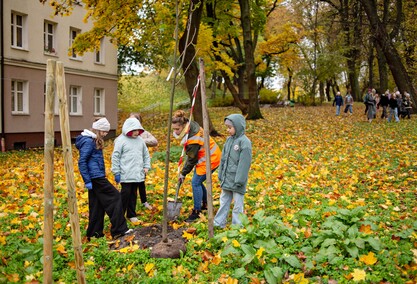Śliwy, wiśnie i kasztanowce w parku Traugutta