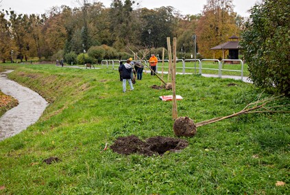 Śliwy, wiśnie i kasztanowce w parku Traugutta Śliwy, wiśnie i kasztanowce w parku Traugutta