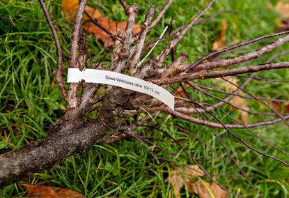 Śliwy, wiśnie i kasztanowce w parku Traugutta Śliwy, wiśnie i kasztanowce w parku Traugutta