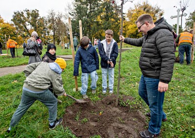 Śliwy, wiśnie i kasztanowce w parku Traugutta
