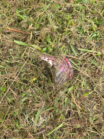 Czytelniczka: Tam też leżą ludzie...