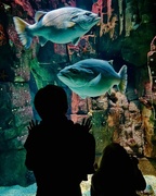 Oceanarium w Lizbonie